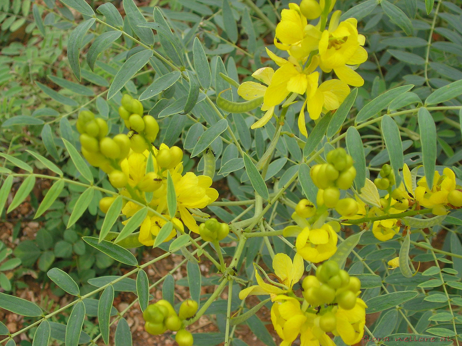 Senna_alexandrina_Mill.-Cassia_angustifolia_L._(Senna_Plant)